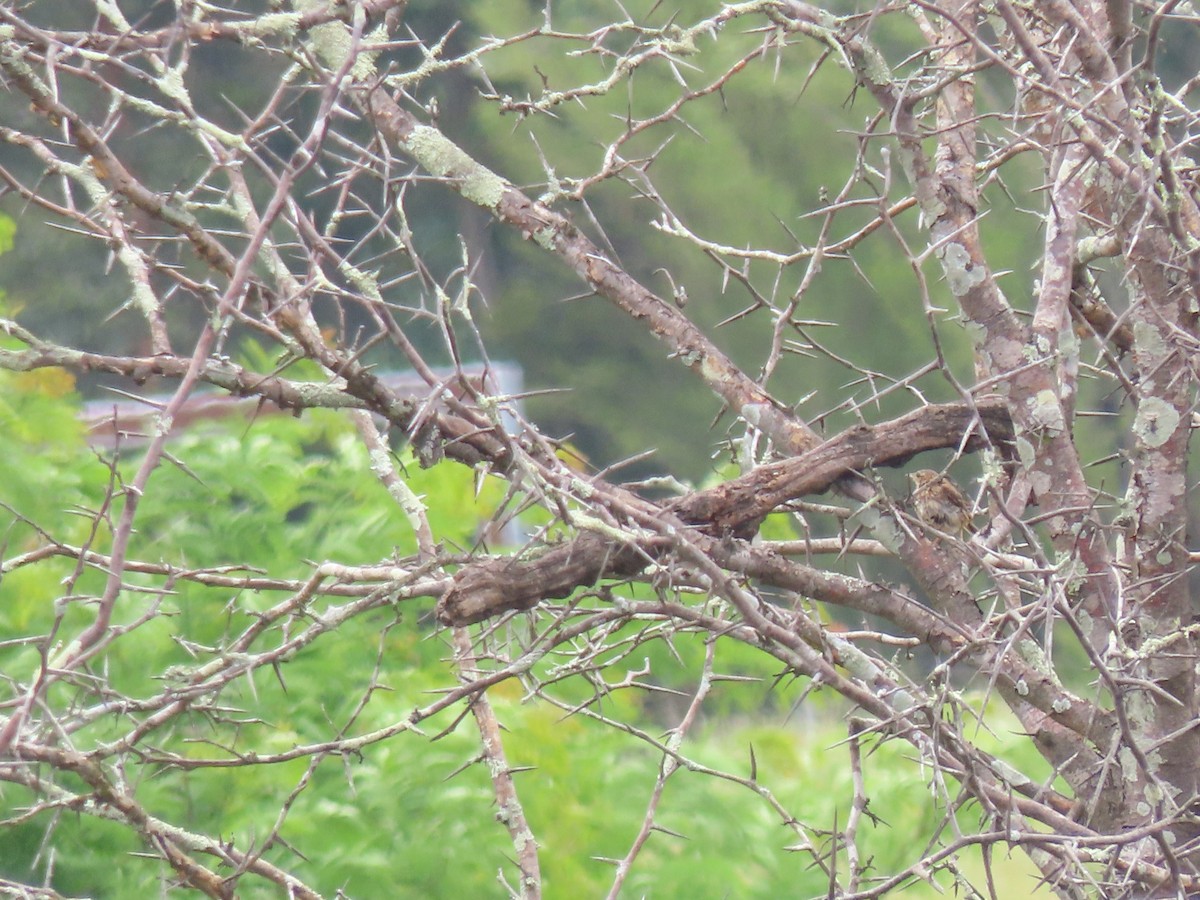 Rufous Songlark - ML645536632