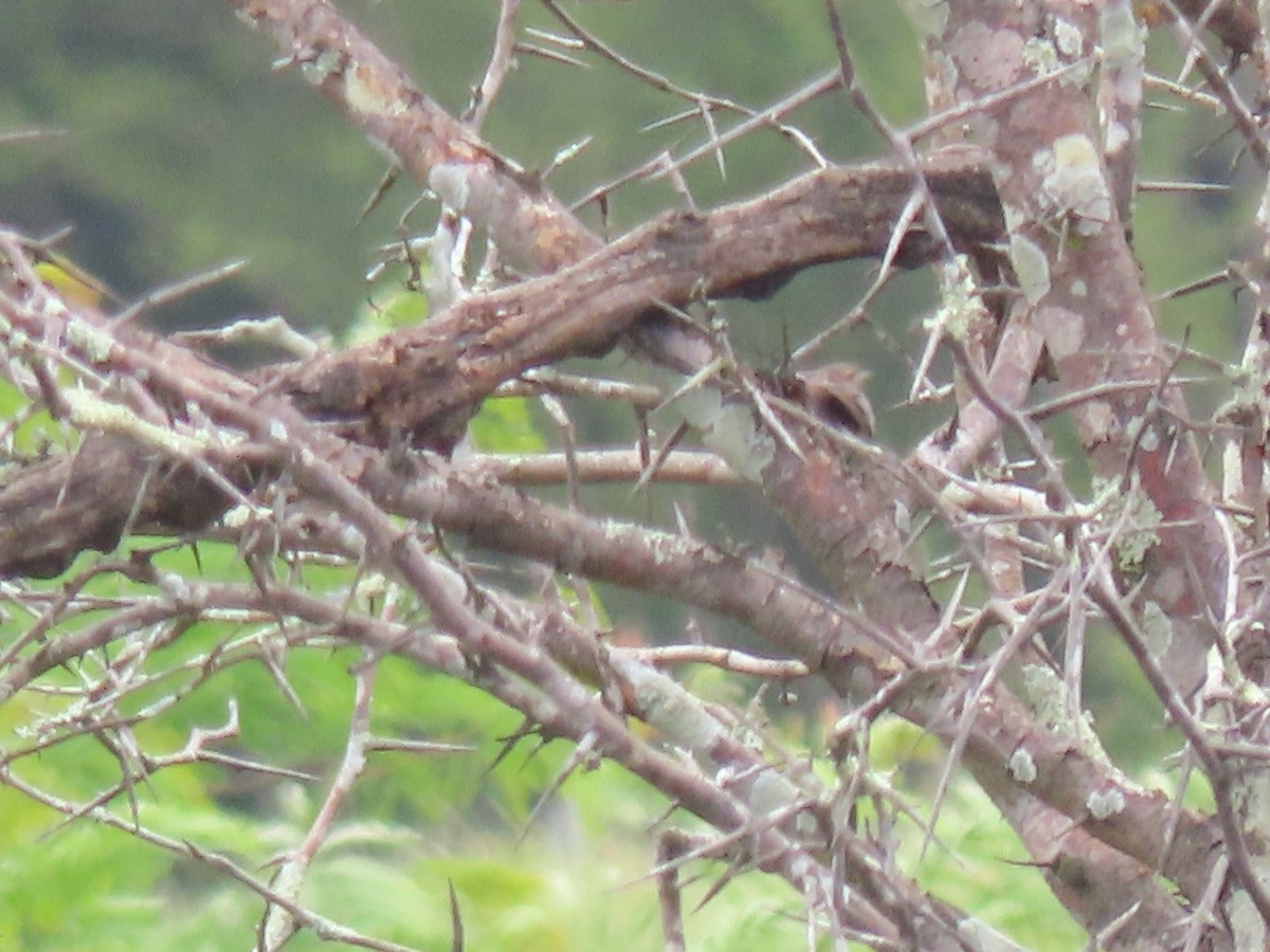 Rufous Songlark - ML645536633