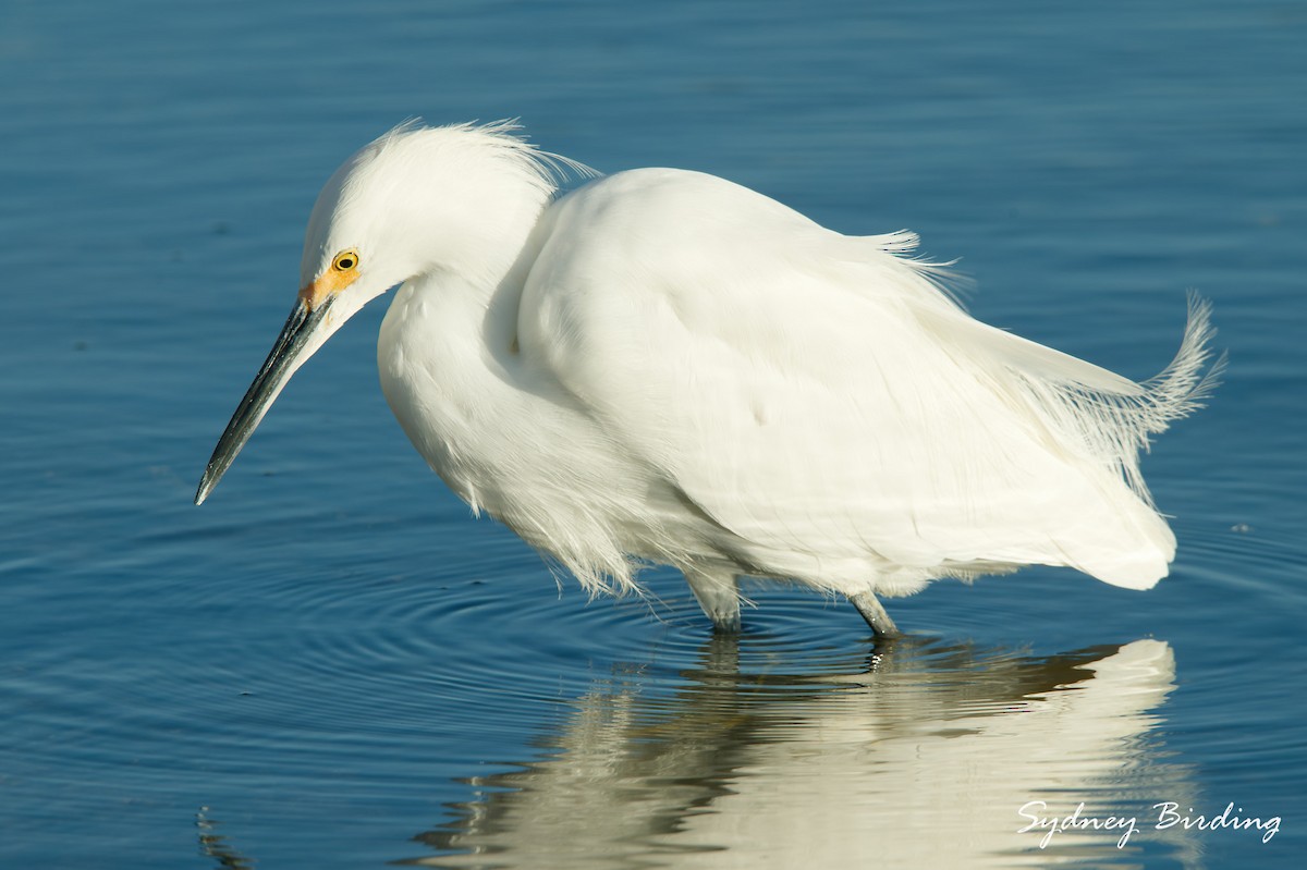 Snowy Egret - ML645536634