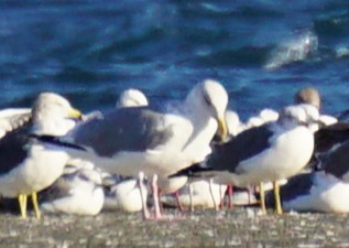 Glaucous-winged Gull - ML645536635