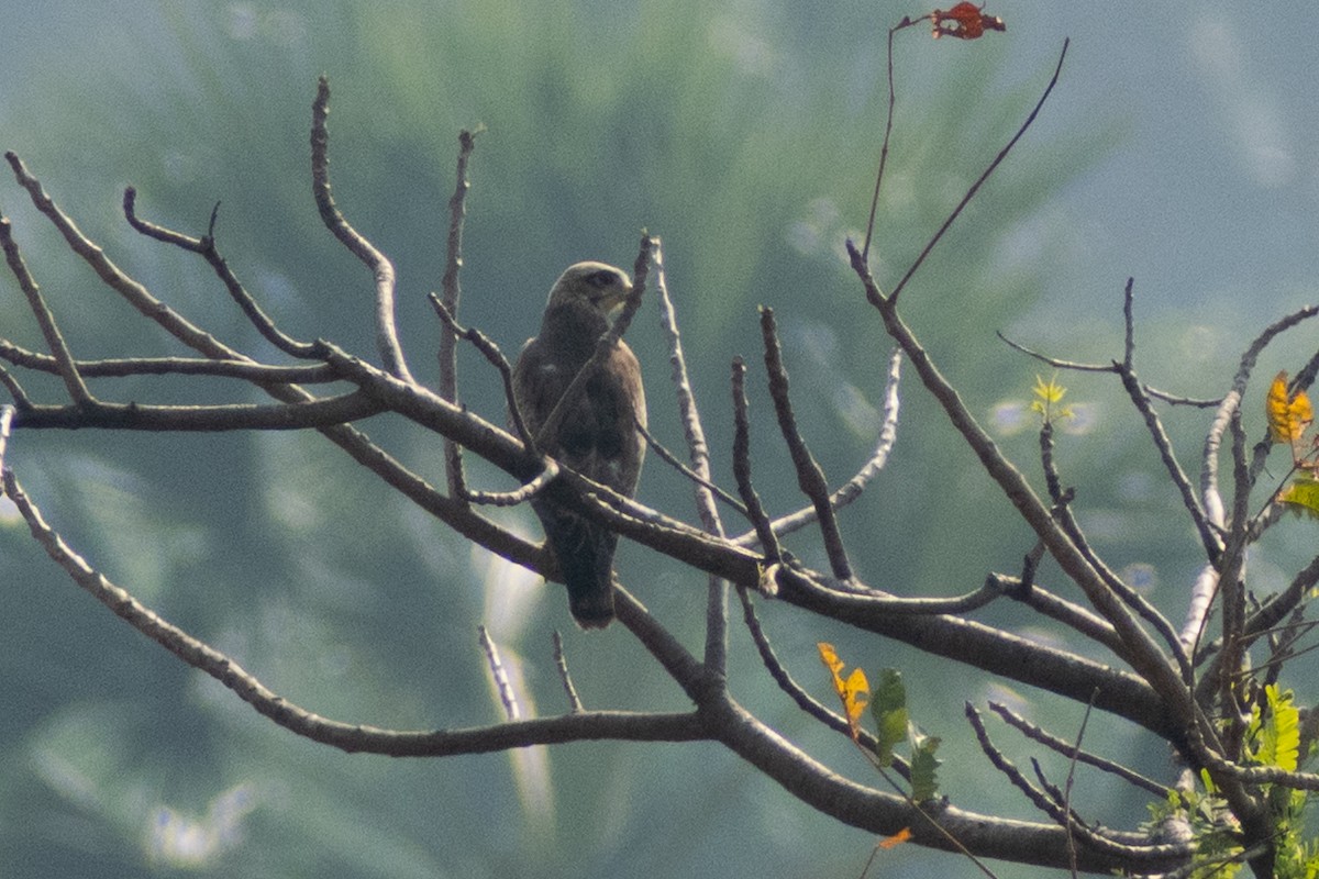 White-eyed Buzzard - ML645536636