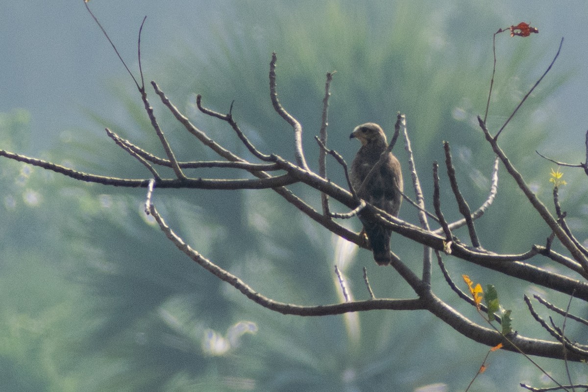 White-eyed Buzzard - ML645536637