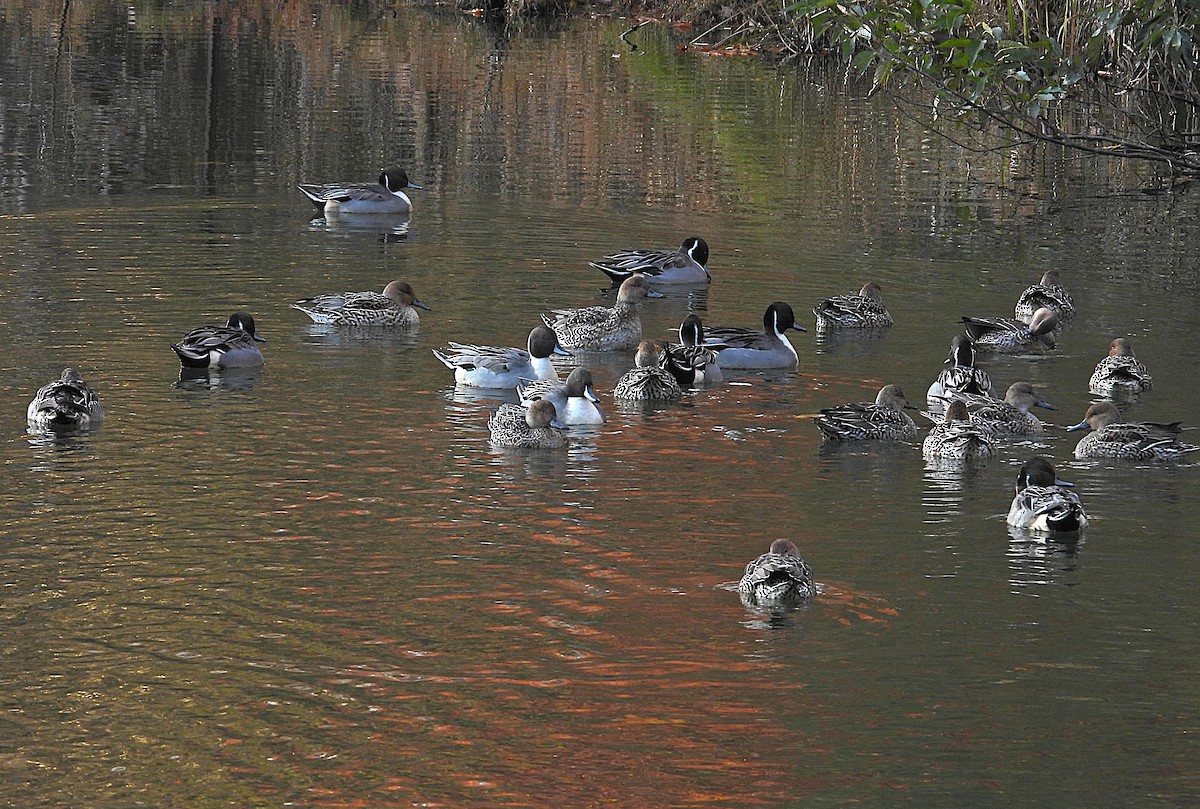 Northern Pintail - ML645536638
