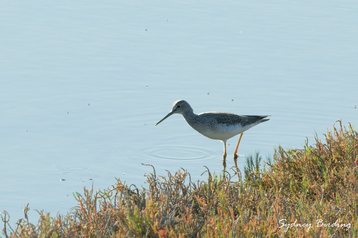 Lesser Yellowlegs - ML645536639
