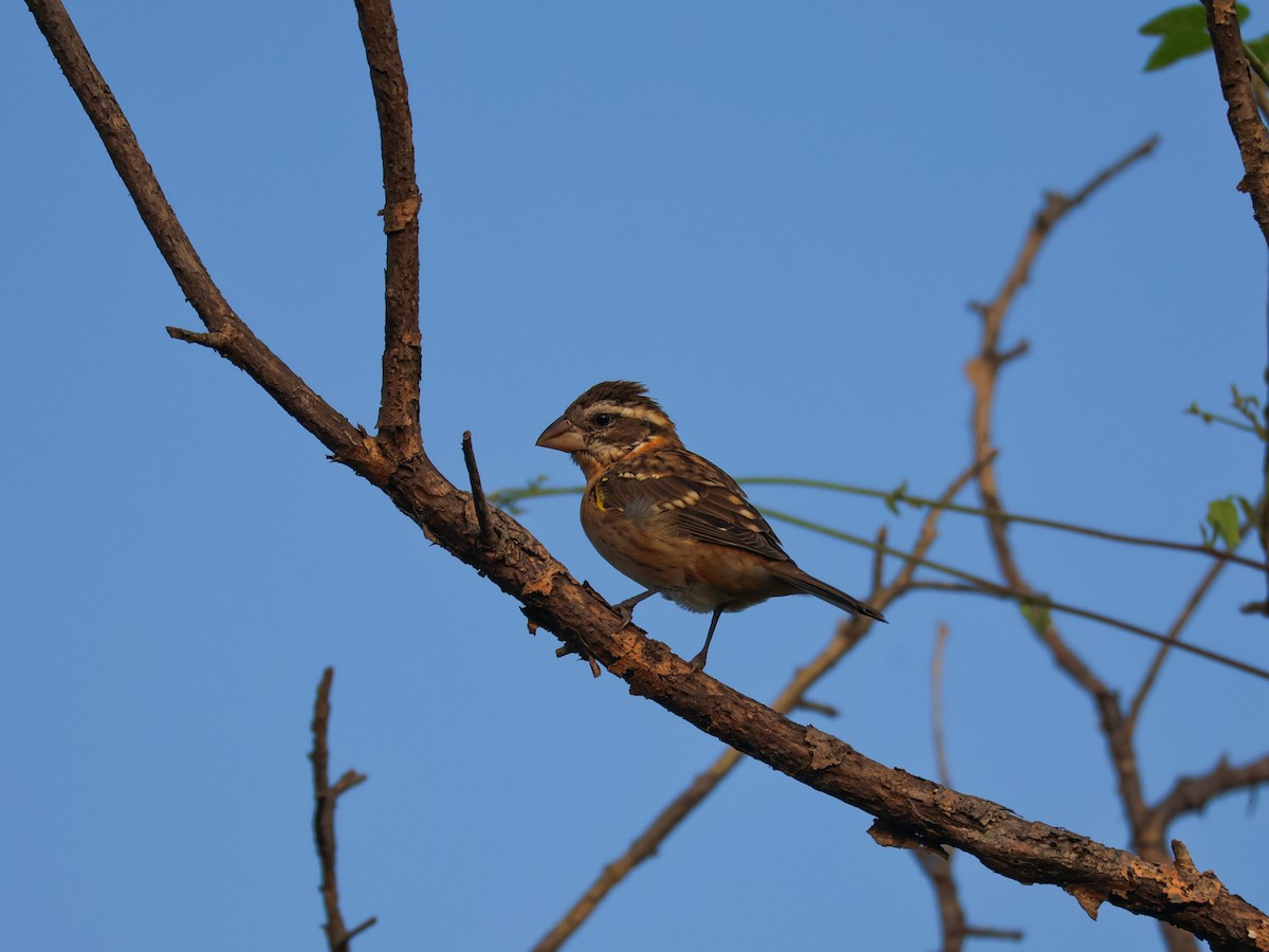 Black-headed Grosbeak - ML645536640