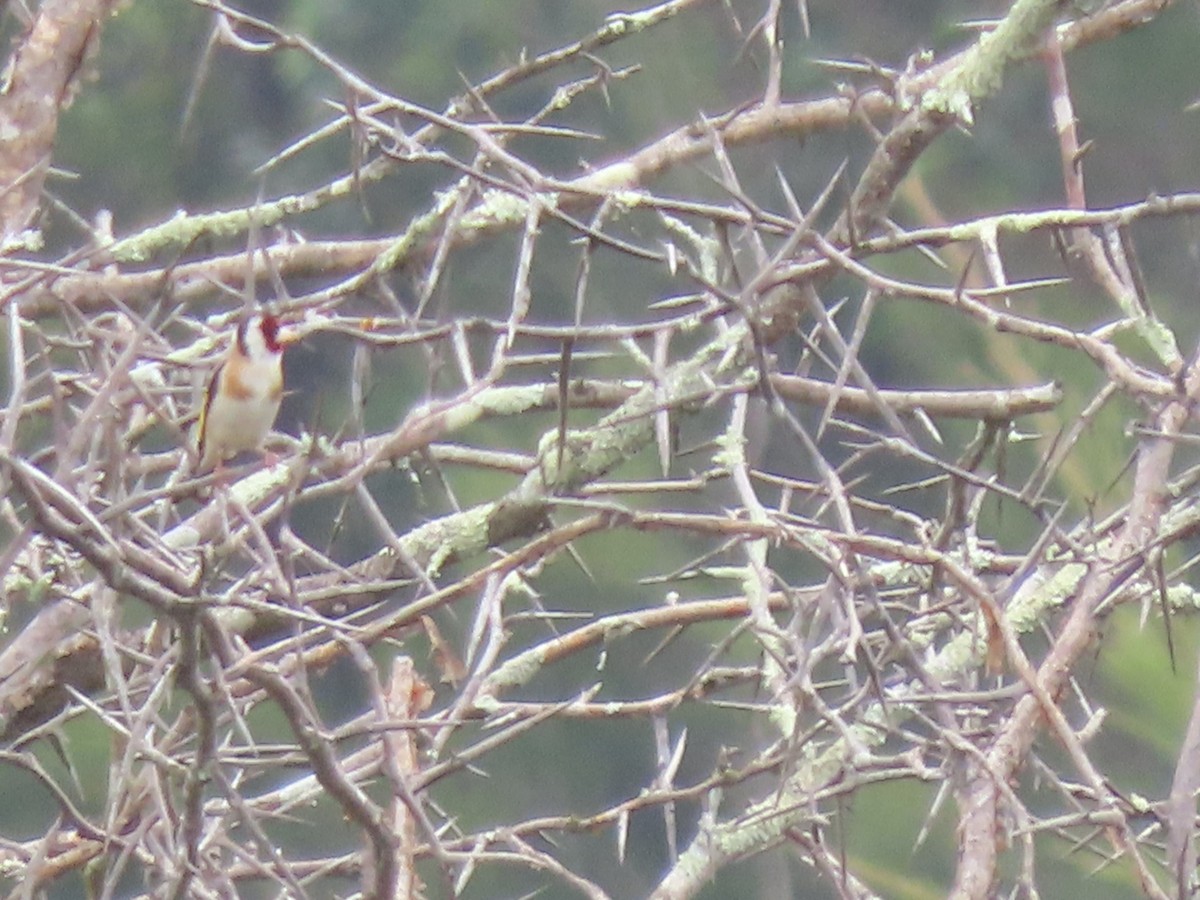 European Goldfinch - ML645536642