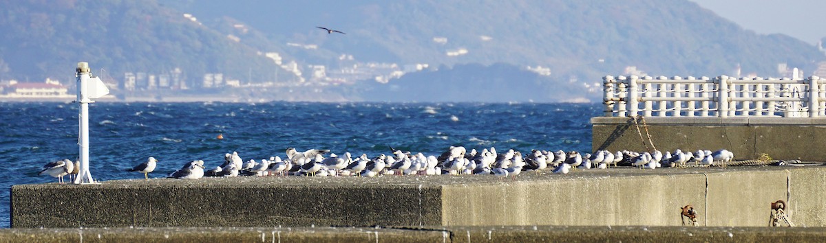 Black-tailed Gull - ML645536643