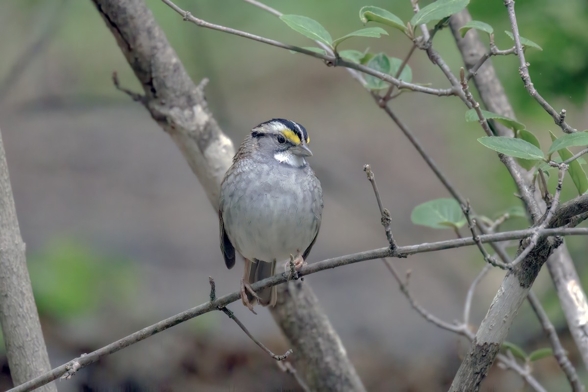 White-throated Sparrow - ML645536644
