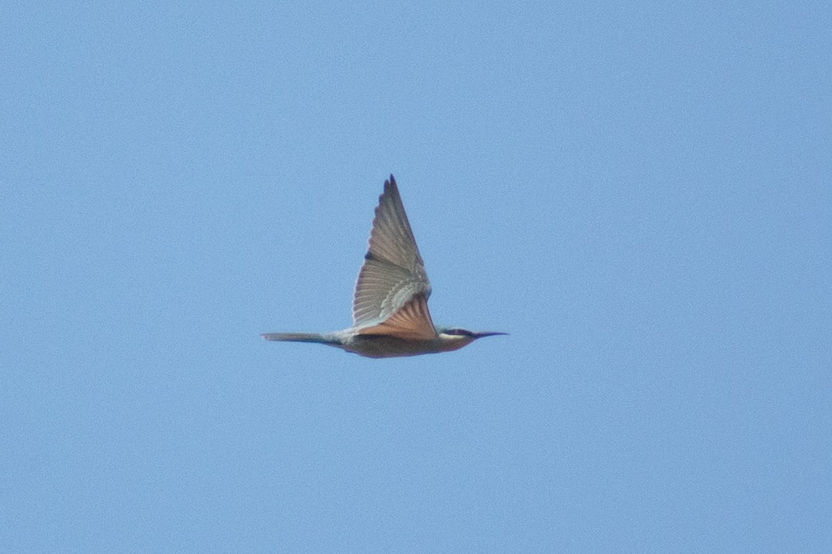 Blue-cheeked Bee-eater - ML645536645