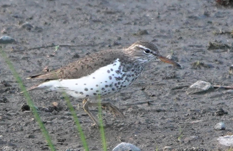 Spotted Sandpiper - ML645536648