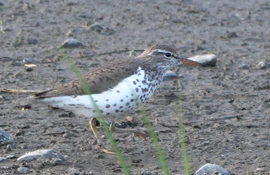 Spotted Sandpiper - ML645536649