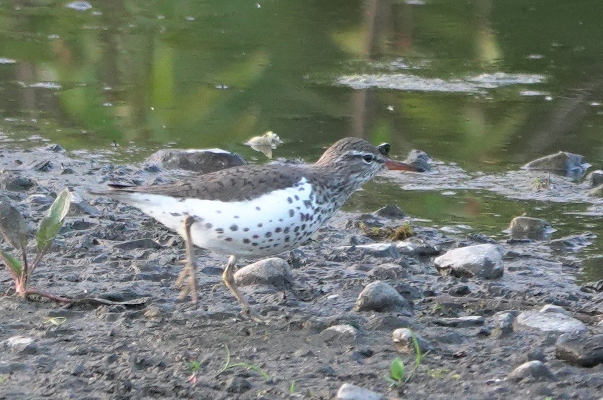 Spotted Sandpiper - ML645536650