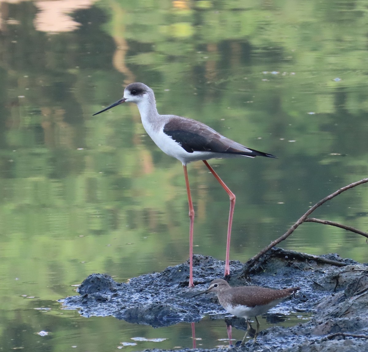 高蹺鴴 - ML645536654