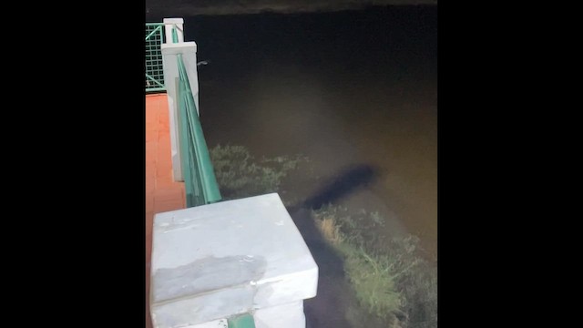 Чапля сіра - ML645536663