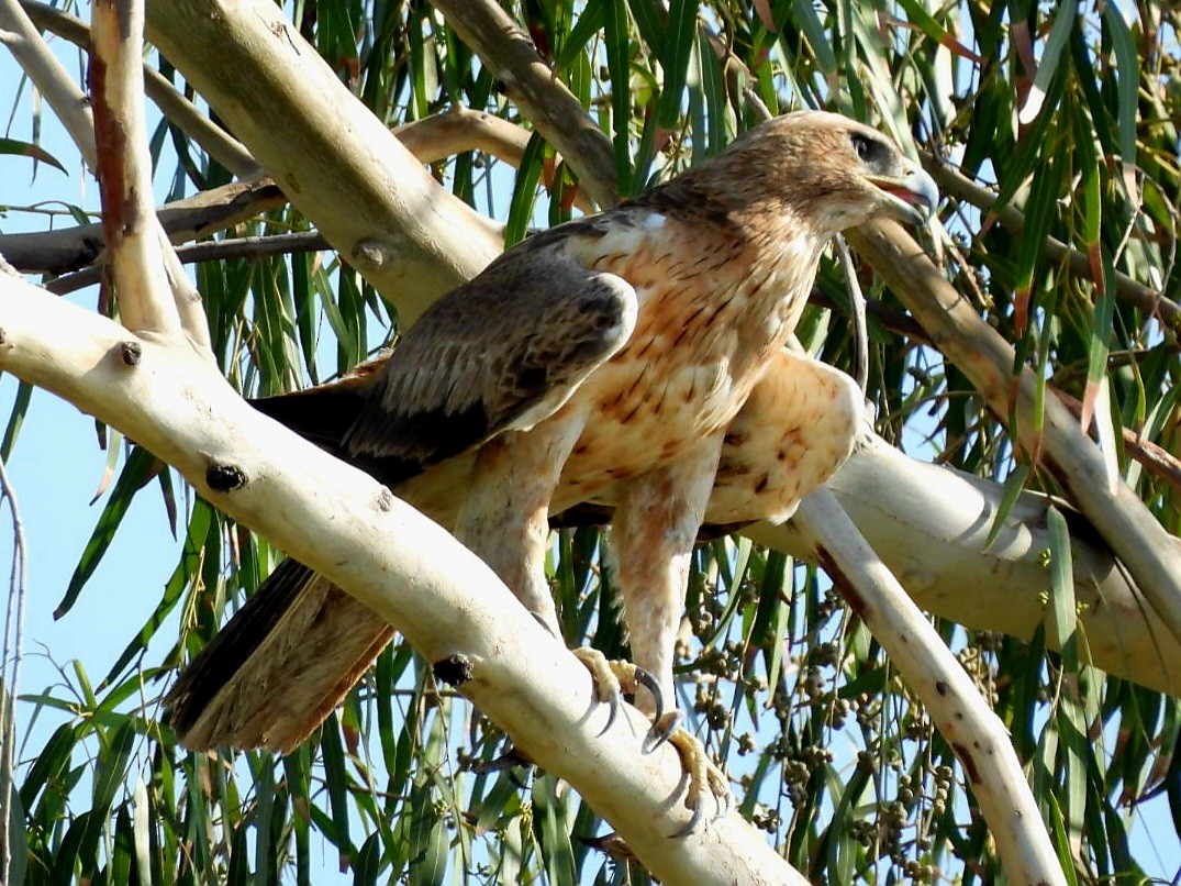 Bonelli's Eagle - ML645536664