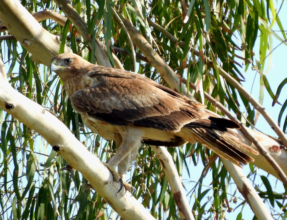 Bonelli's Eagle - ML645536665