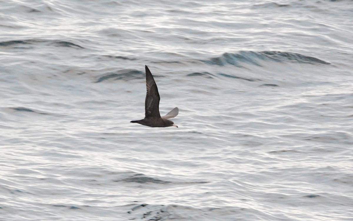 アカアシミズナギドリ - ML645536668