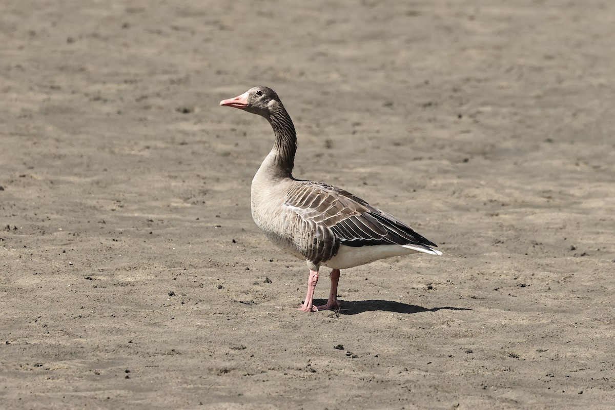 Гуска сіра - ML645536674