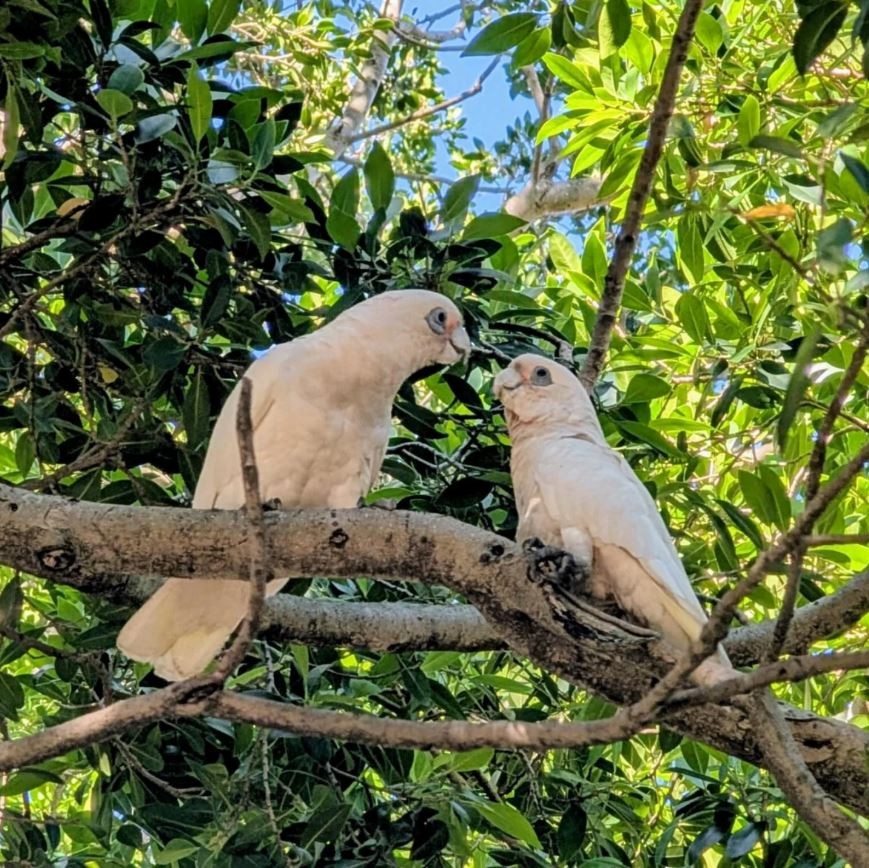 Little Corella - ML645536675