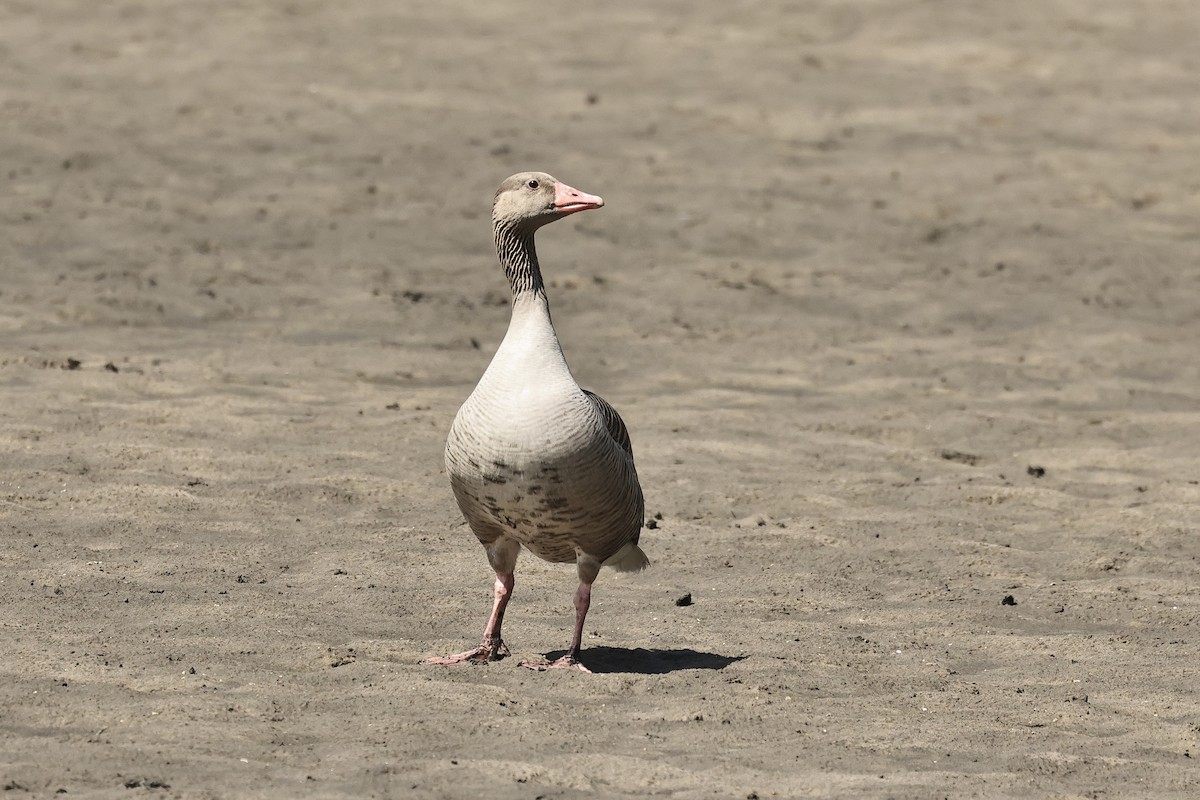 Гуска сіра - ML645536676