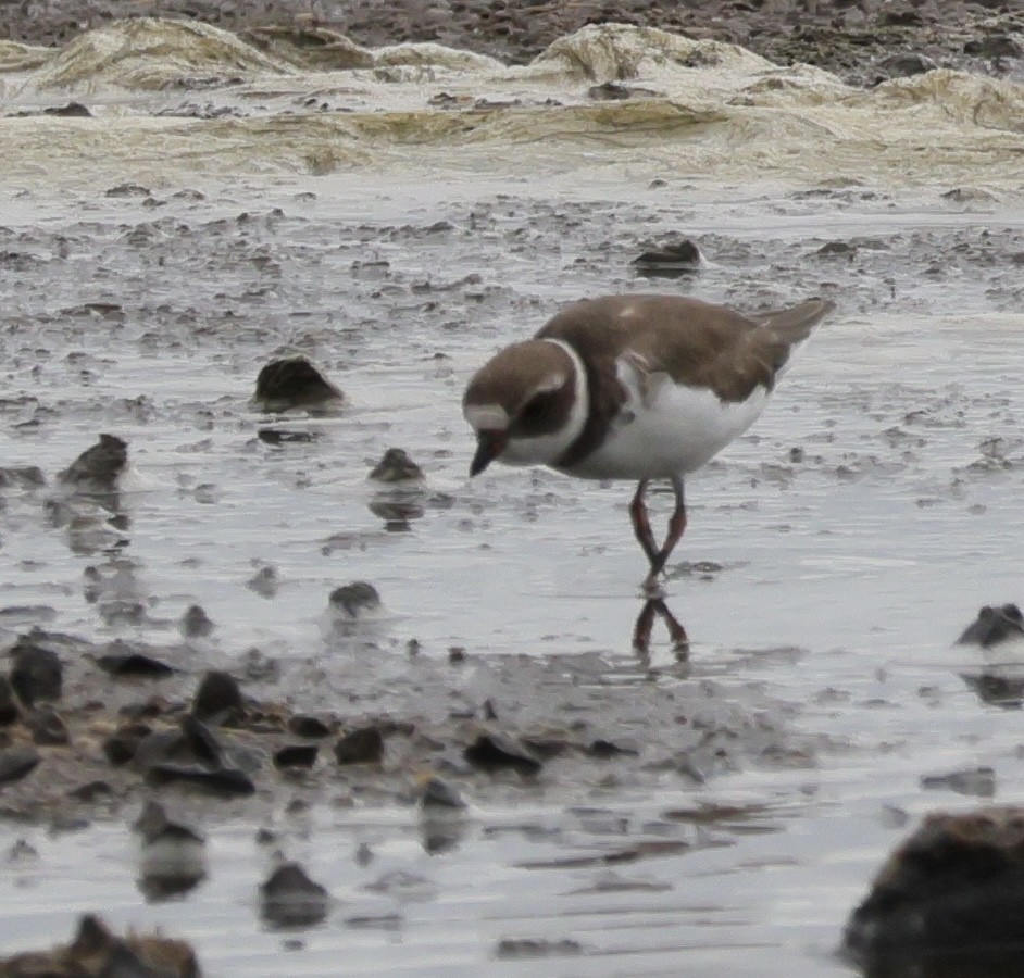 Semipalmated Plover - ML645536677