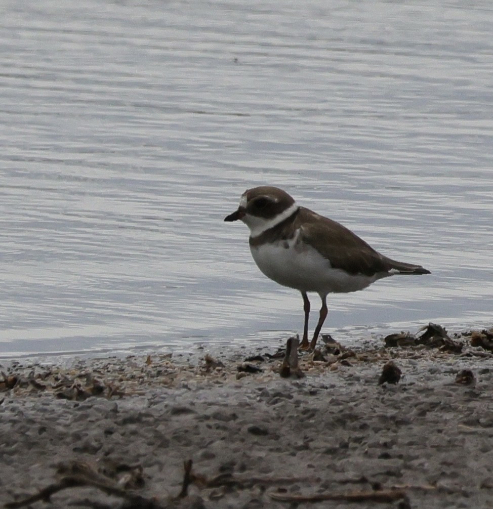 Semipalmated Plover - ML645536678