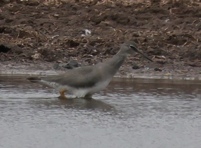 Wandering Tattler - ML645536679
