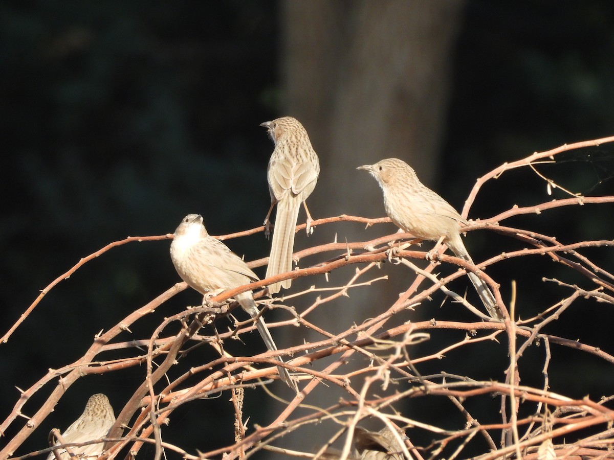 Afghan Babbler - ML645536689