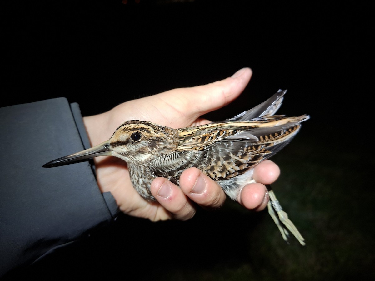 Jack Snipe - ML645536718