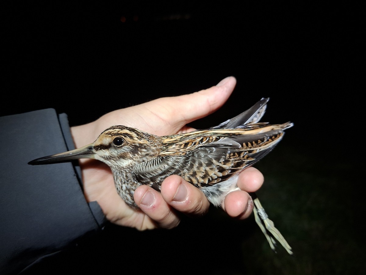Jack Snipe - ML645536719