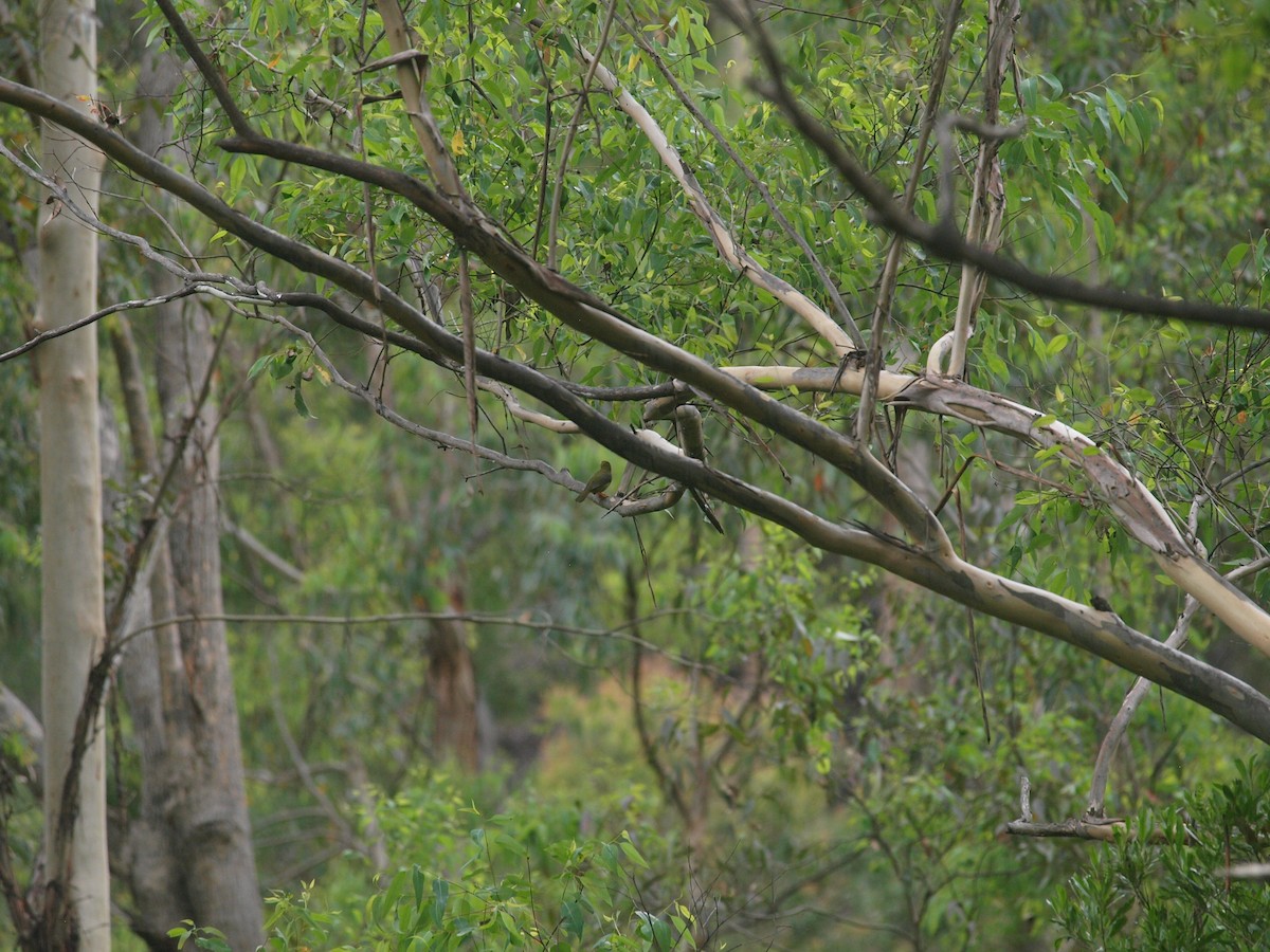 スズミツスイ - ML645536720