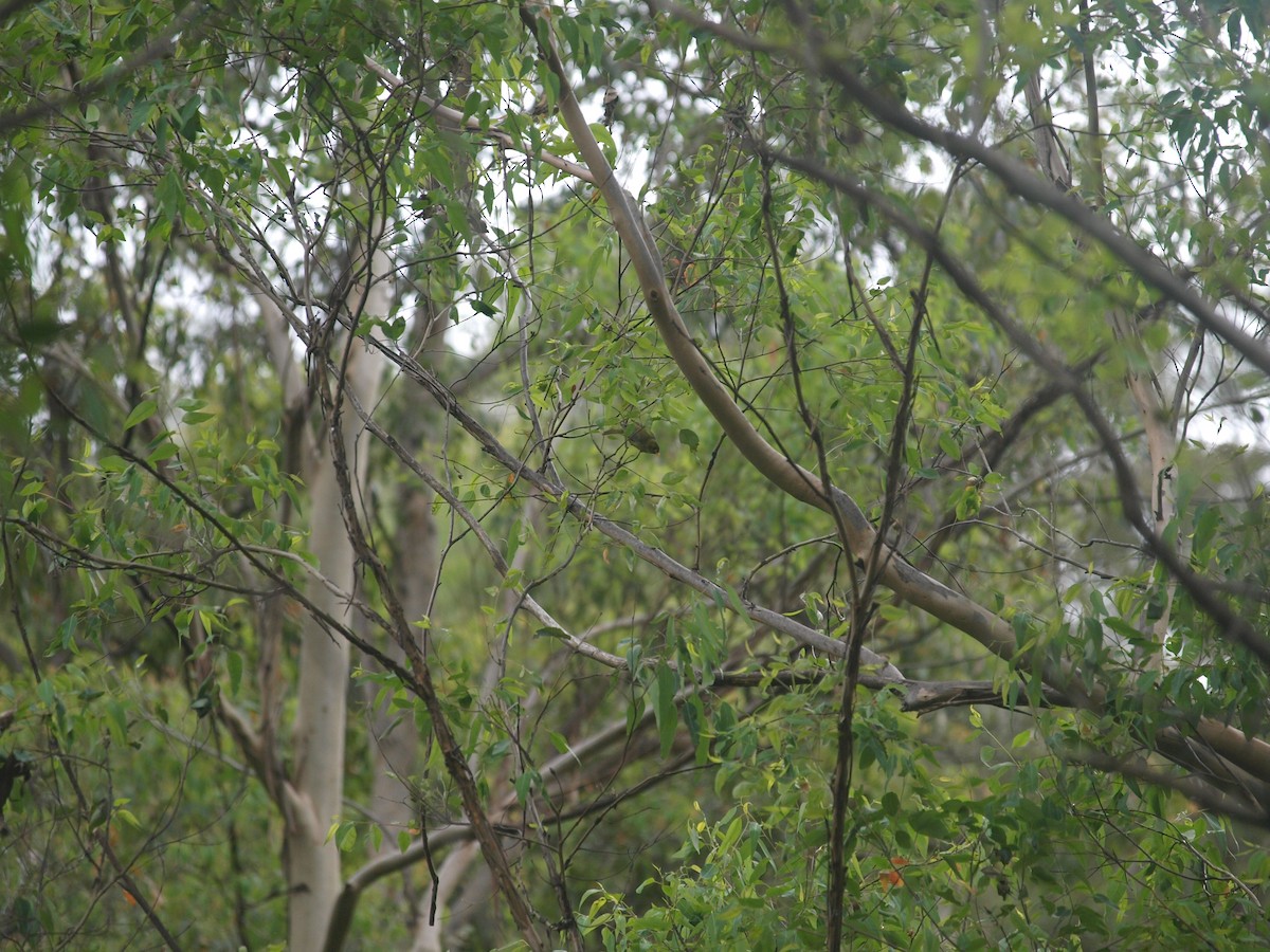 スズミツスイ - ML645536721