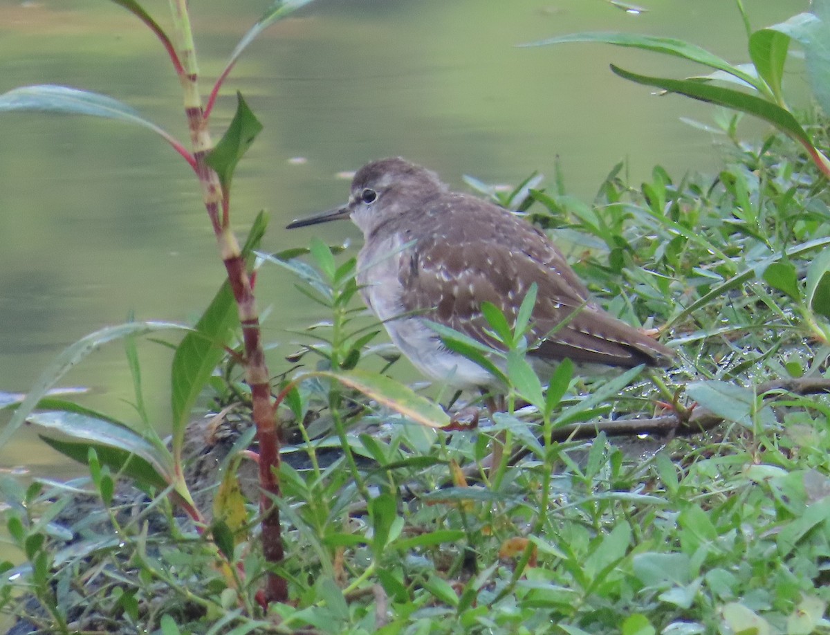 vodouš bahenní - ML645536729