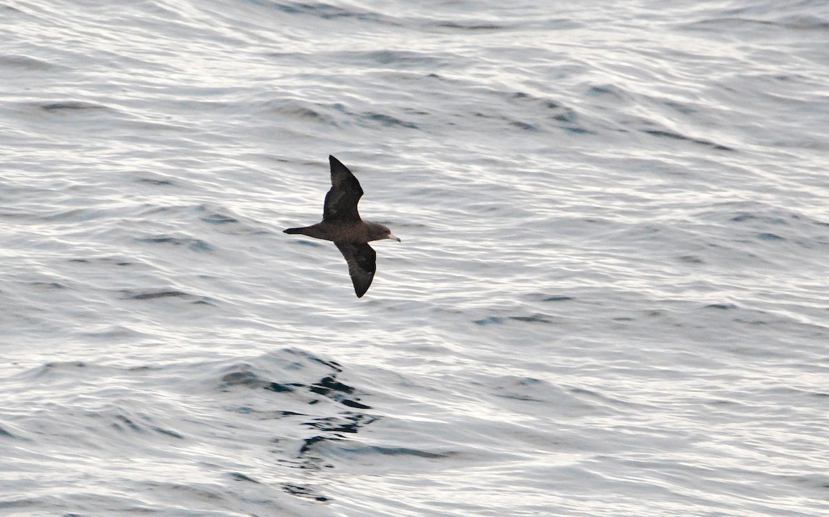 アカアシミズナギドリ - ML645536730