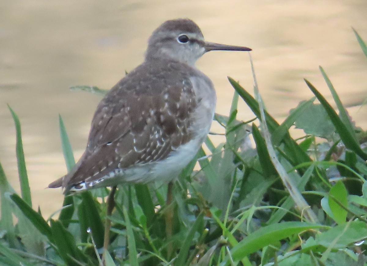 vodouš bahenní - ML645536731