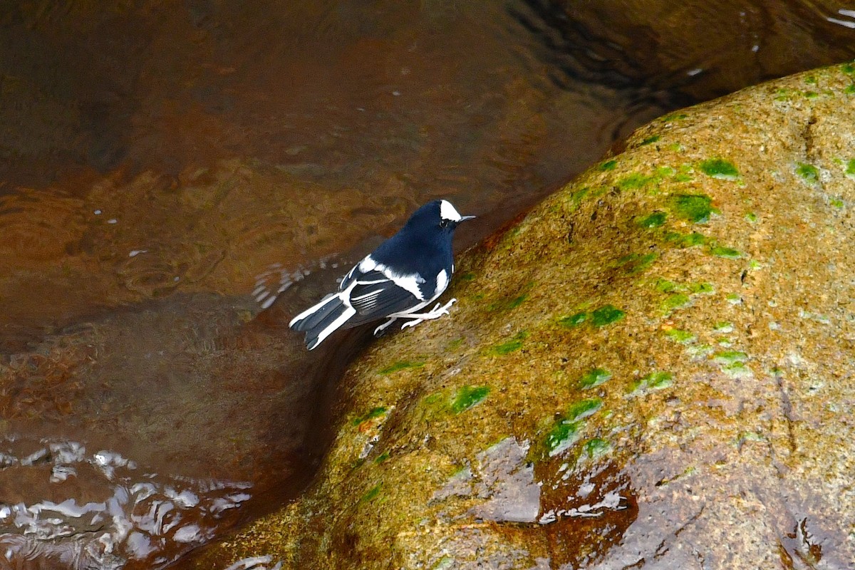 Little Forktail - ML645536732