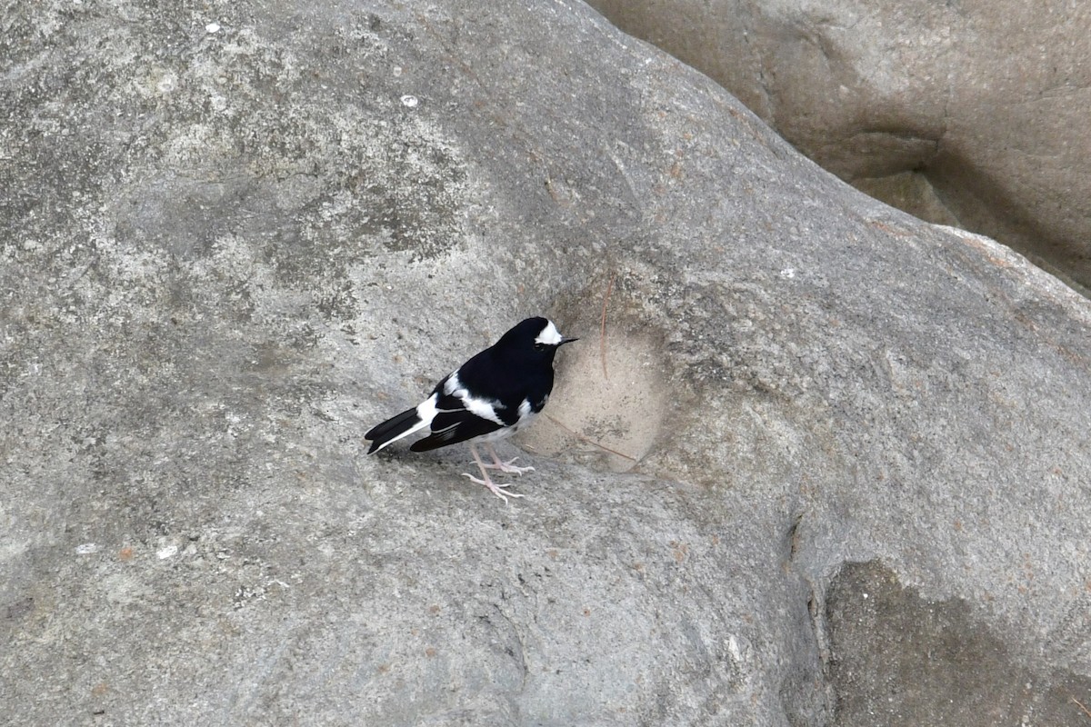 Little Forktail - ML645536733
