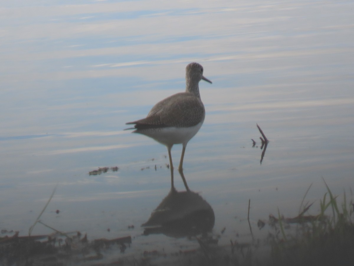 Greater Yellowlegs - ML645536757