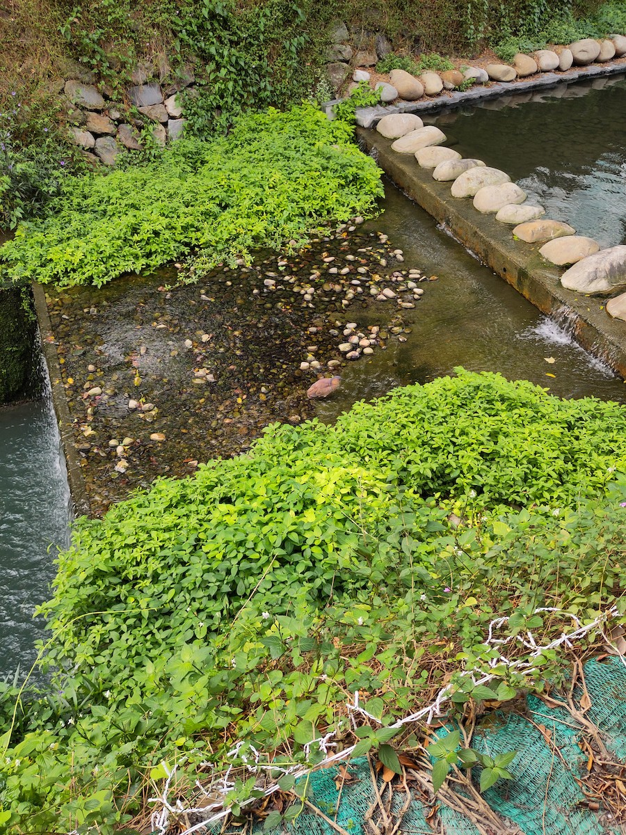 duskdverghegre - ML645536788