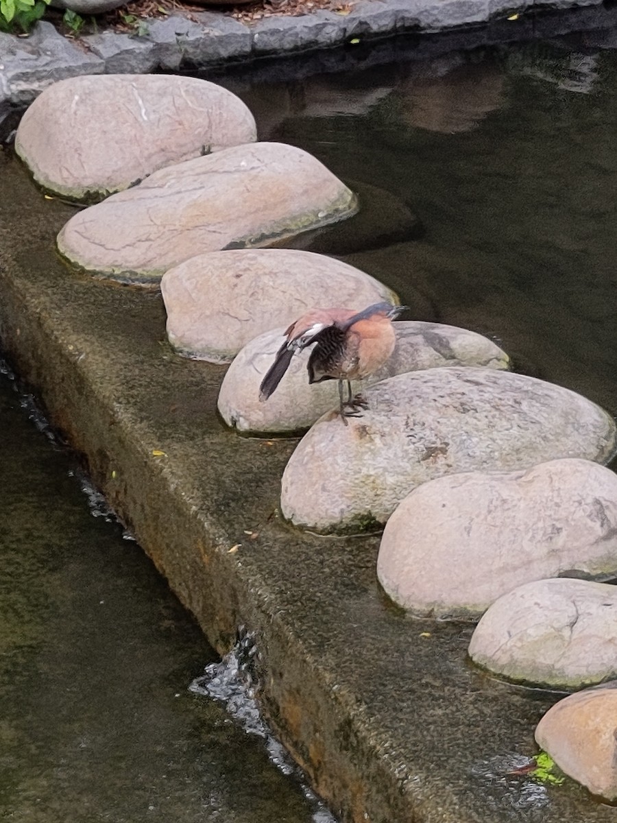 duskdverghegre - ML645536792