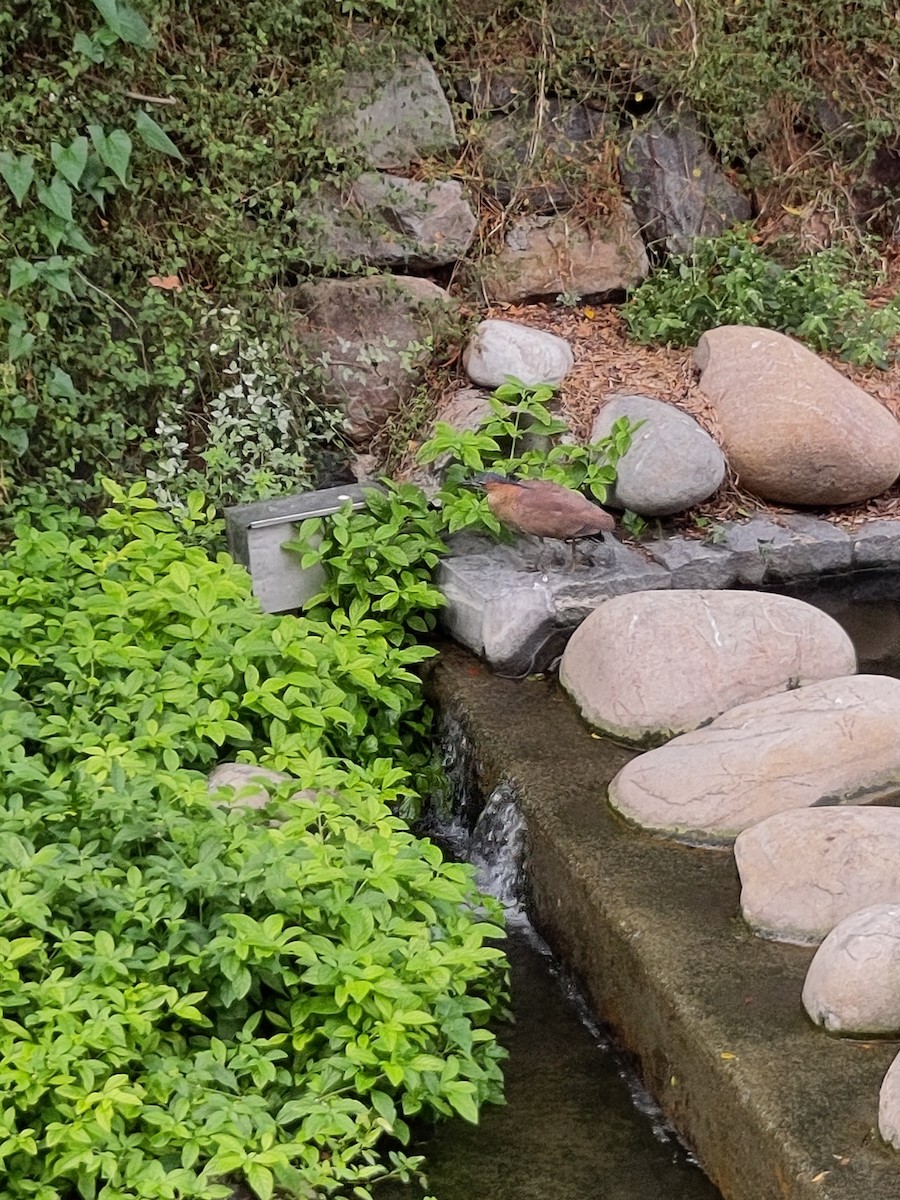 duskdverghegre - ML645536793