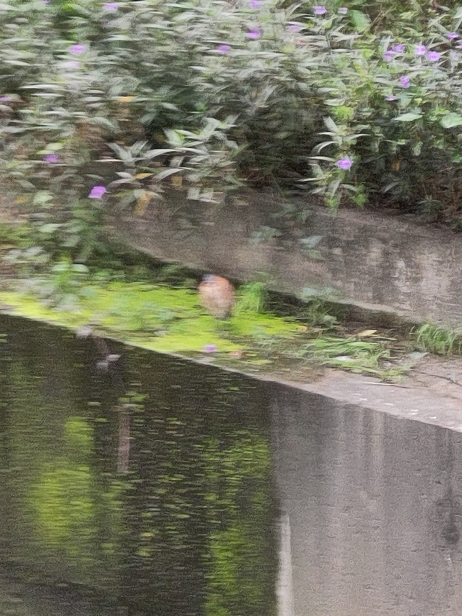 duskdverghegre - ML645536794