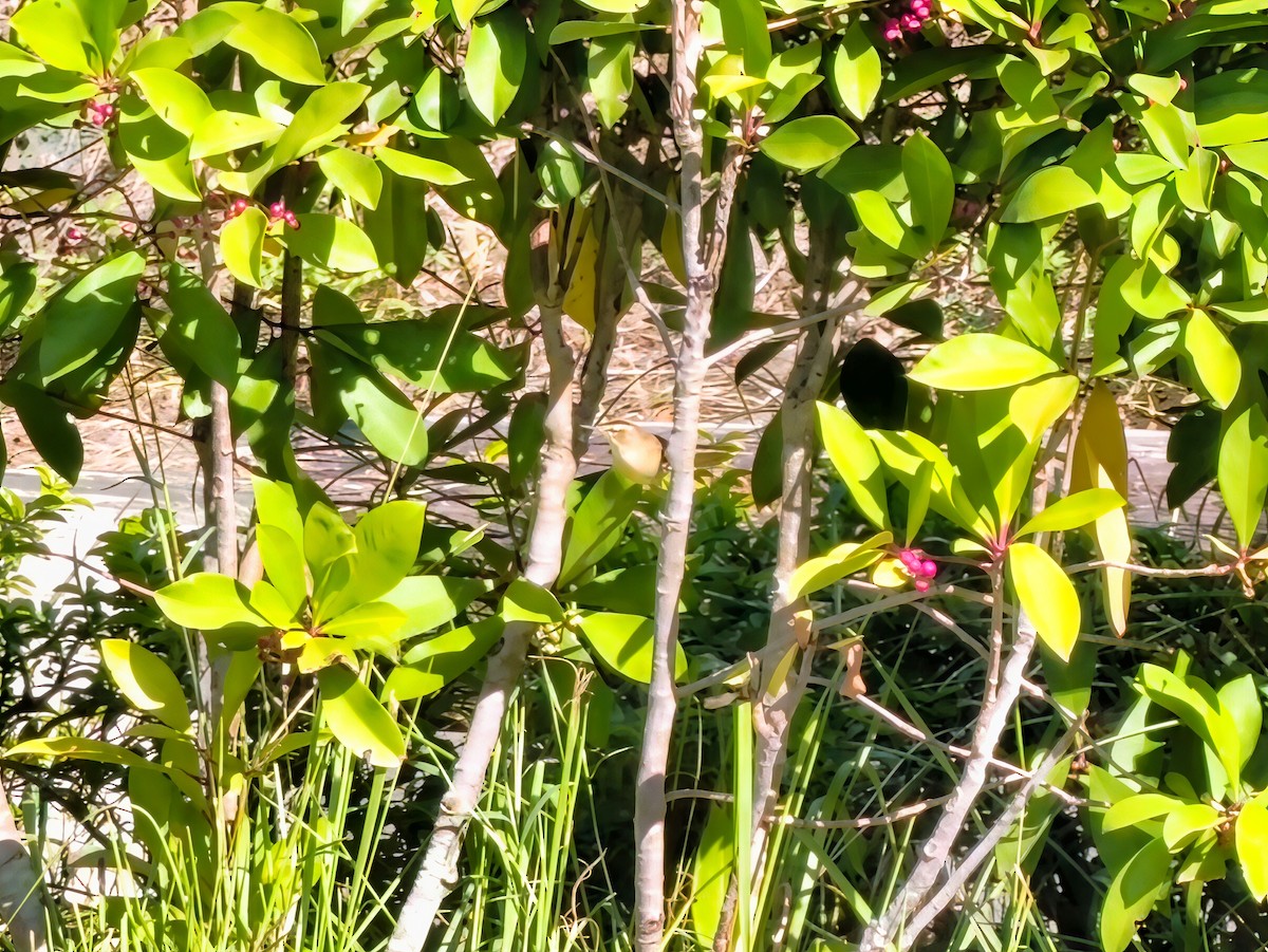 Black-browed Reed Warbler - ML645536814