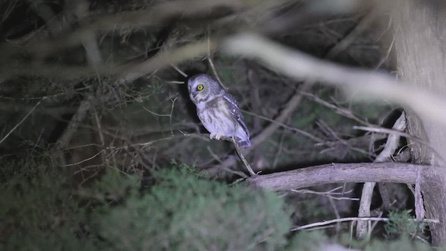 Northern Saw-whet Owl - ML645536815