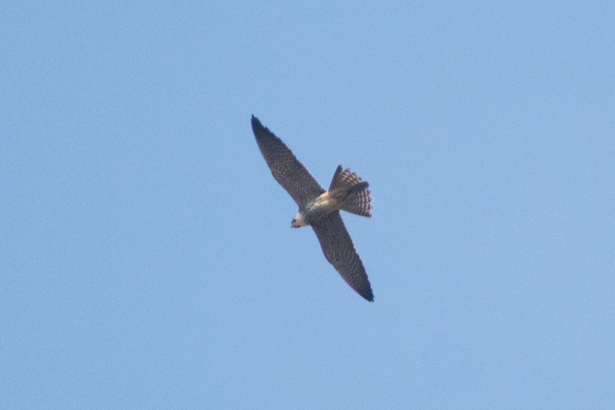 Faucon hobereau - ML645536827