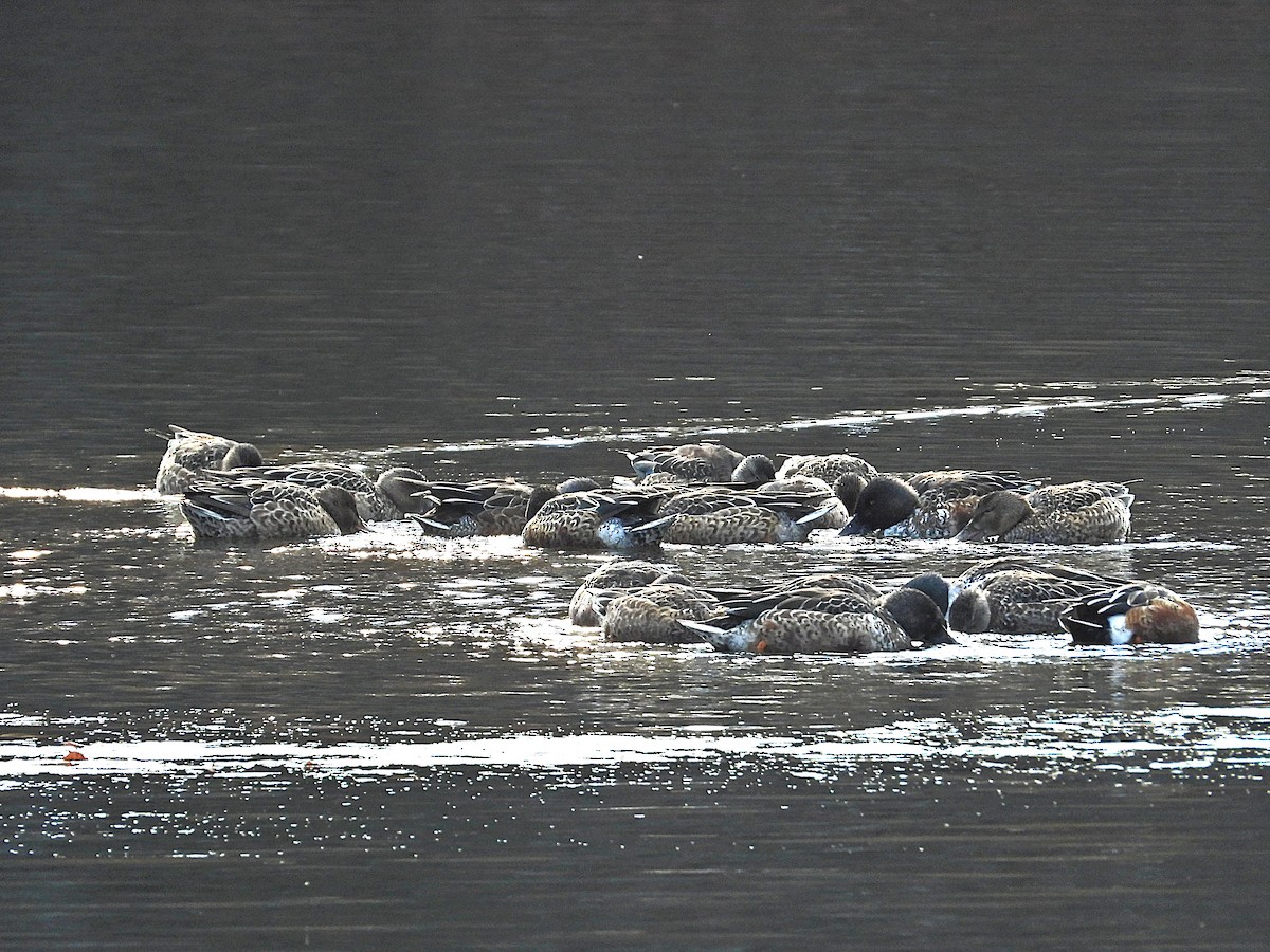 Canard souchet - ML645536830