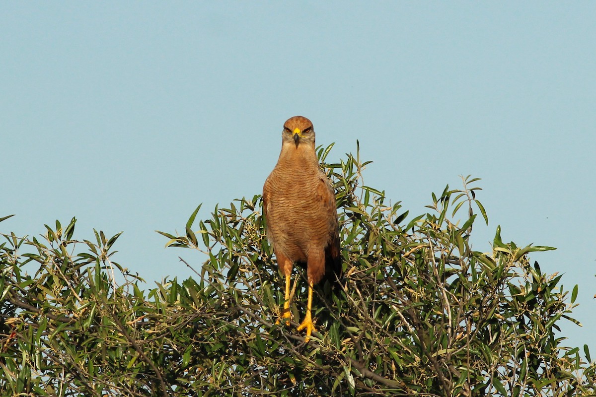 Buse roussâtre - ML645536831