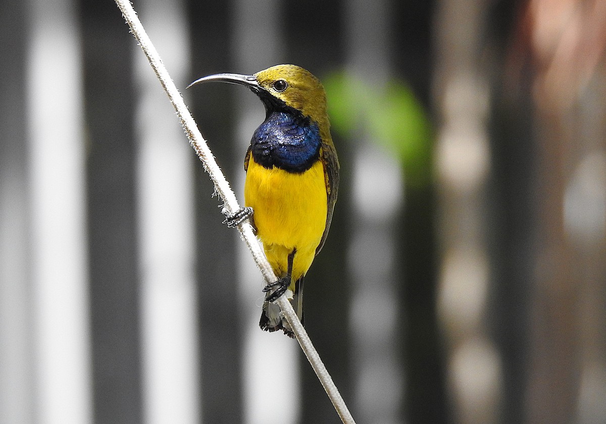 Souimanga à moustaches - ML645536832
