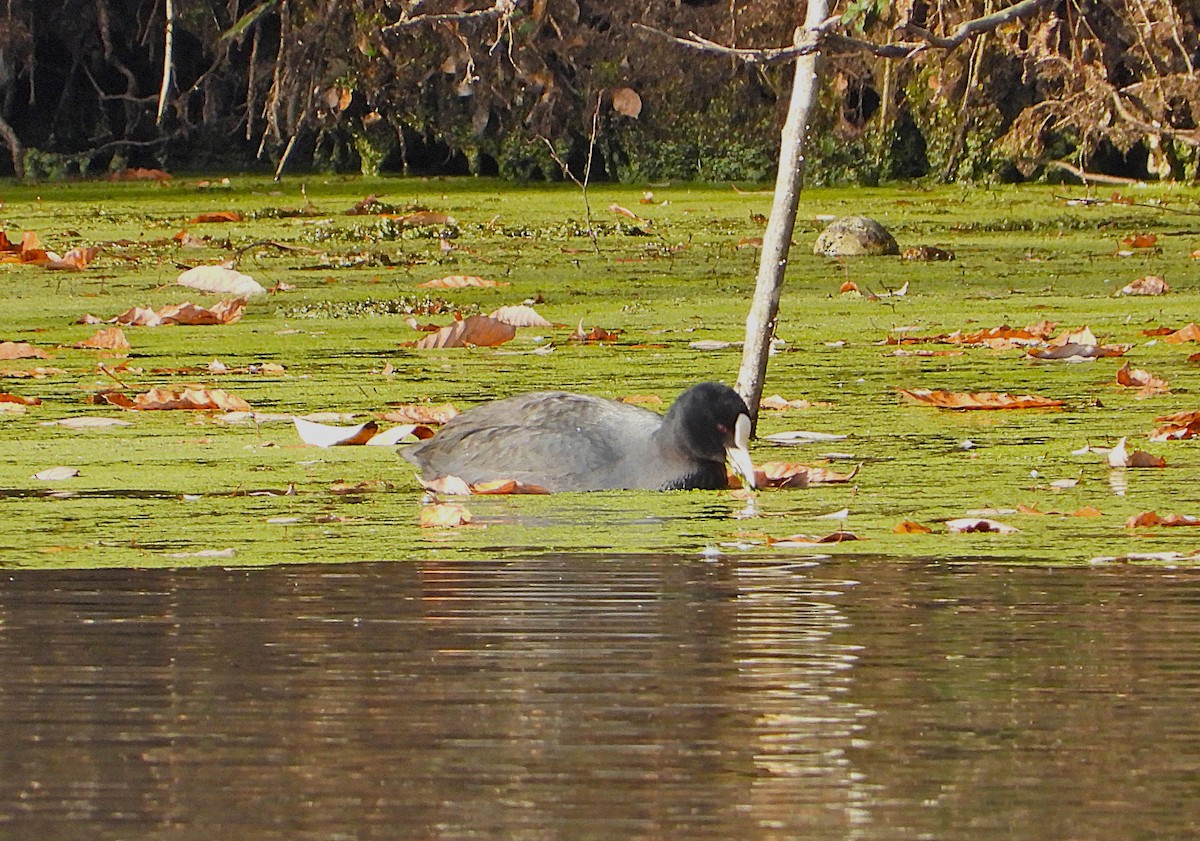 Foulque macroule - ML645536833