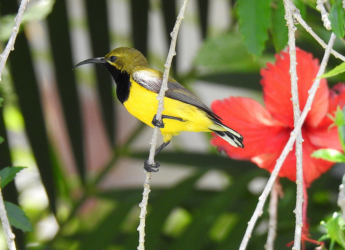 Souimanga à moustaches - ML645536834